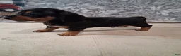 Miniature Dachshund dogs for sale: Coco - Ad 3