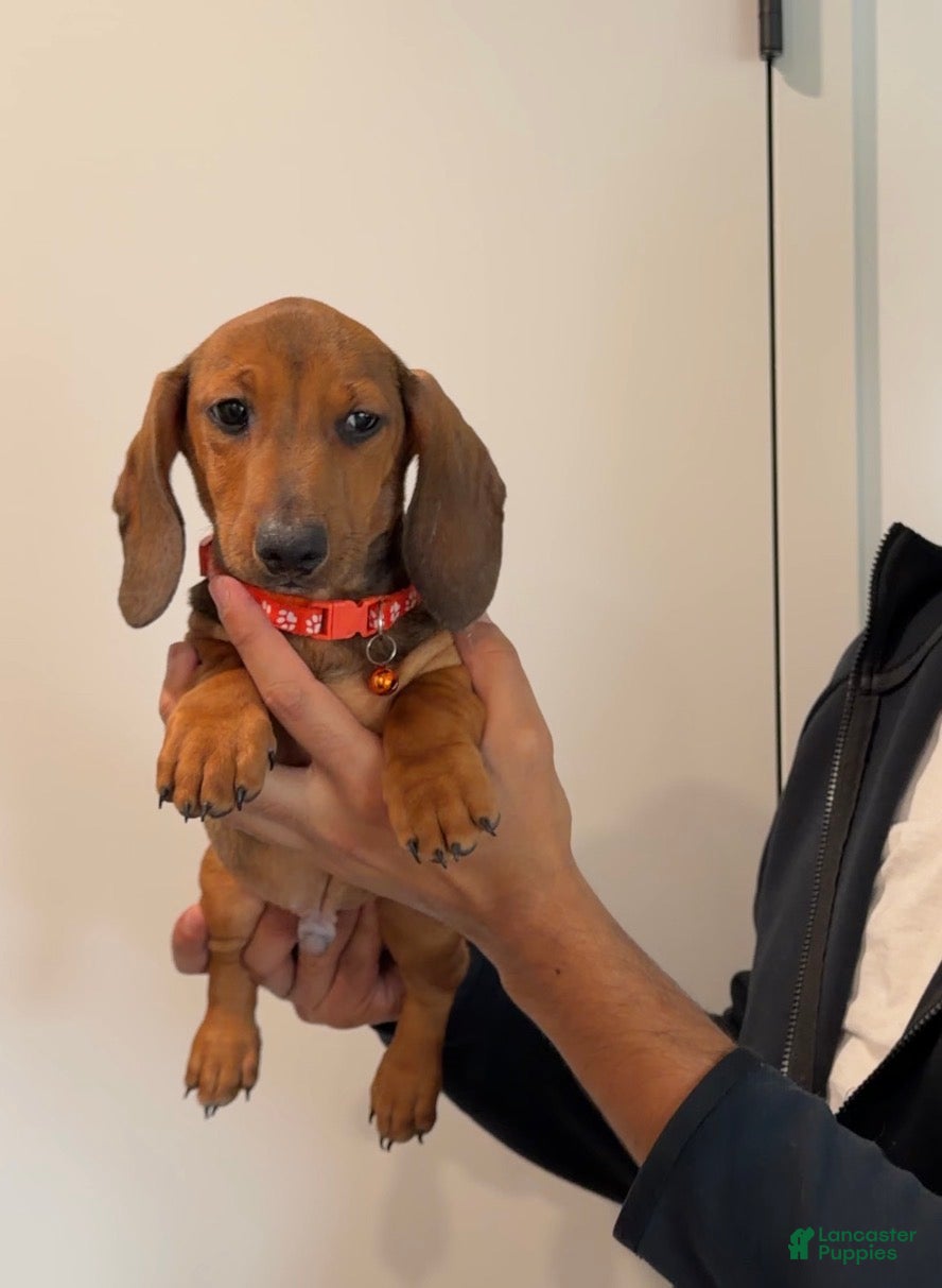 Dachshund dogs Baxter - Ad 1