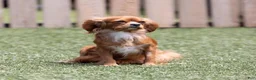 Cavalier King Charles Spaniel dogs for sale: Chipy - Ad 6