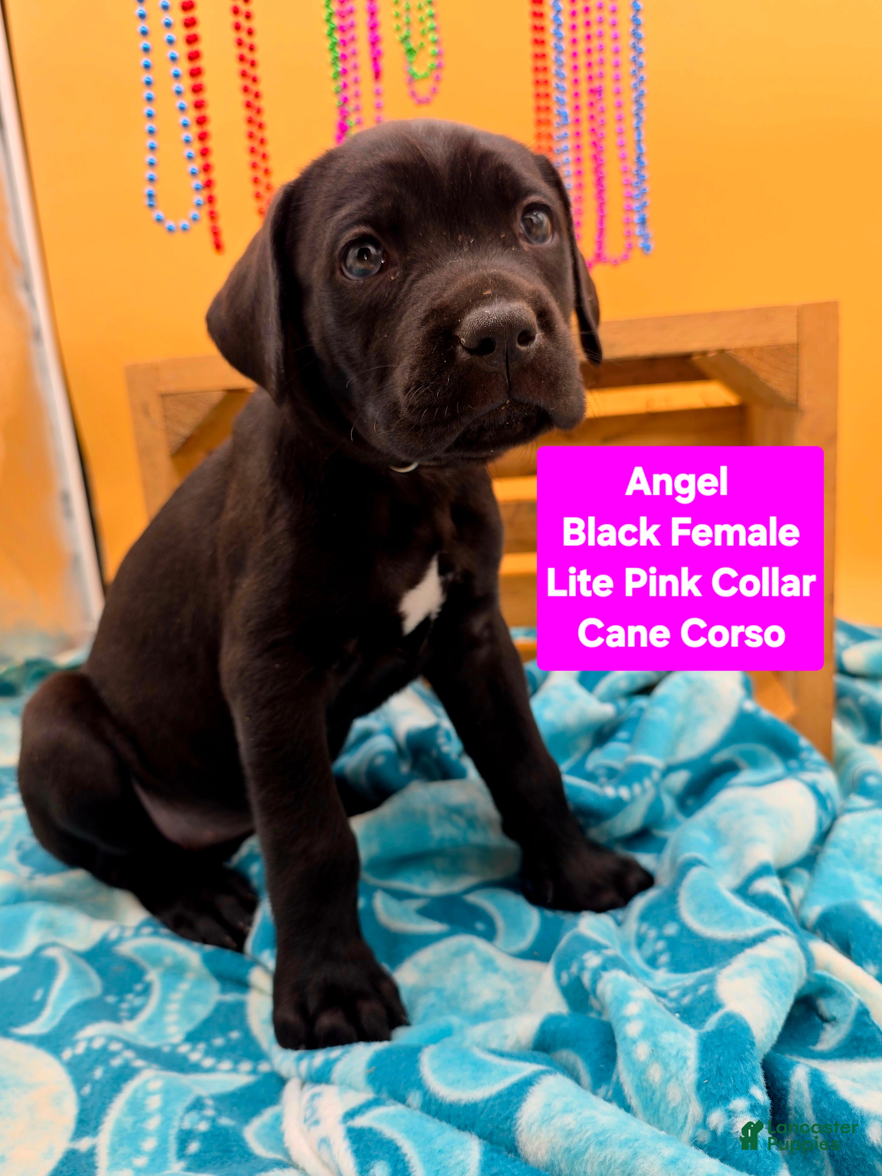 Cane Corso dogs Angel  - Ad 2