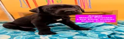Cane Corso dogs for sale: Angel  - Ad 2