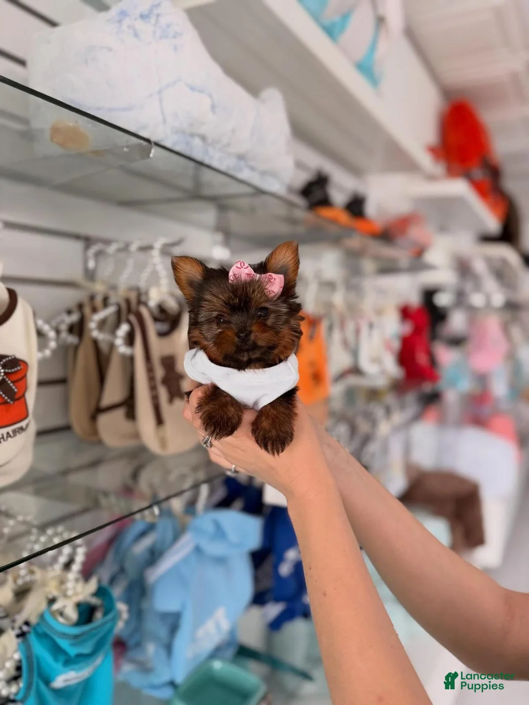 Yorkiepoo dogs for sale: Sissy - Ad 4