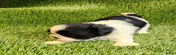 Shih Tzu dogs for sale: Shih Tzu 2 - Ad 4