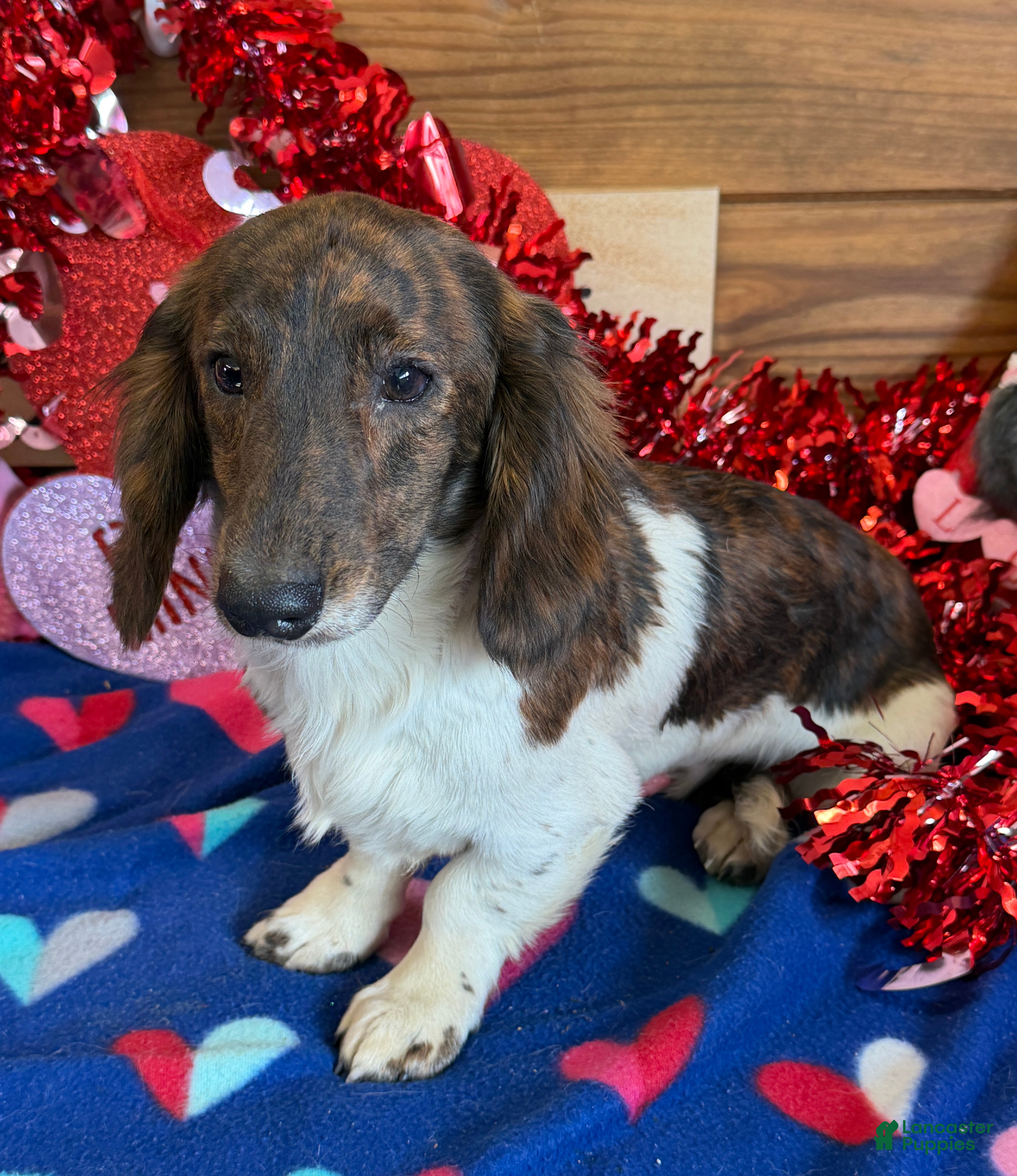 Dachshund dogs Henry - Ad 20