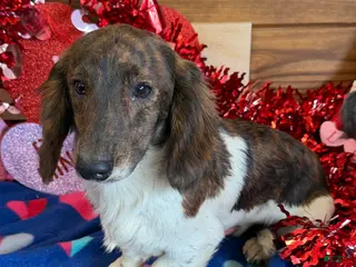 Dachshund dogs Henry - Ad 20