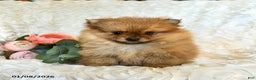 Pomeranian dogs for sale: Rain - Ad 3