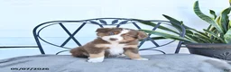 Australian Shepherd dogs for sale: Austin - Ad 1