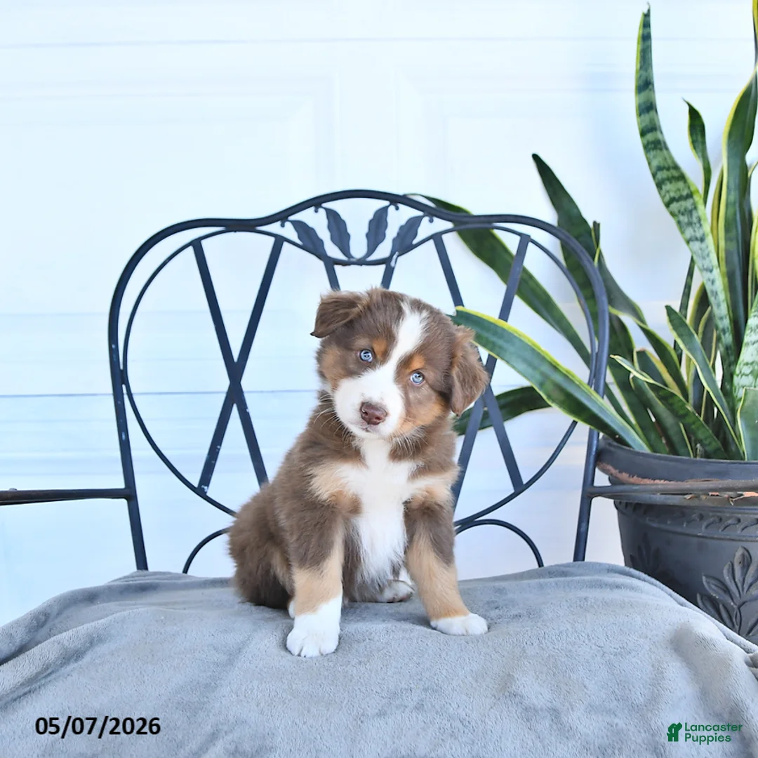 Australian Shepherd dogs for sale: Austin - Ad 1