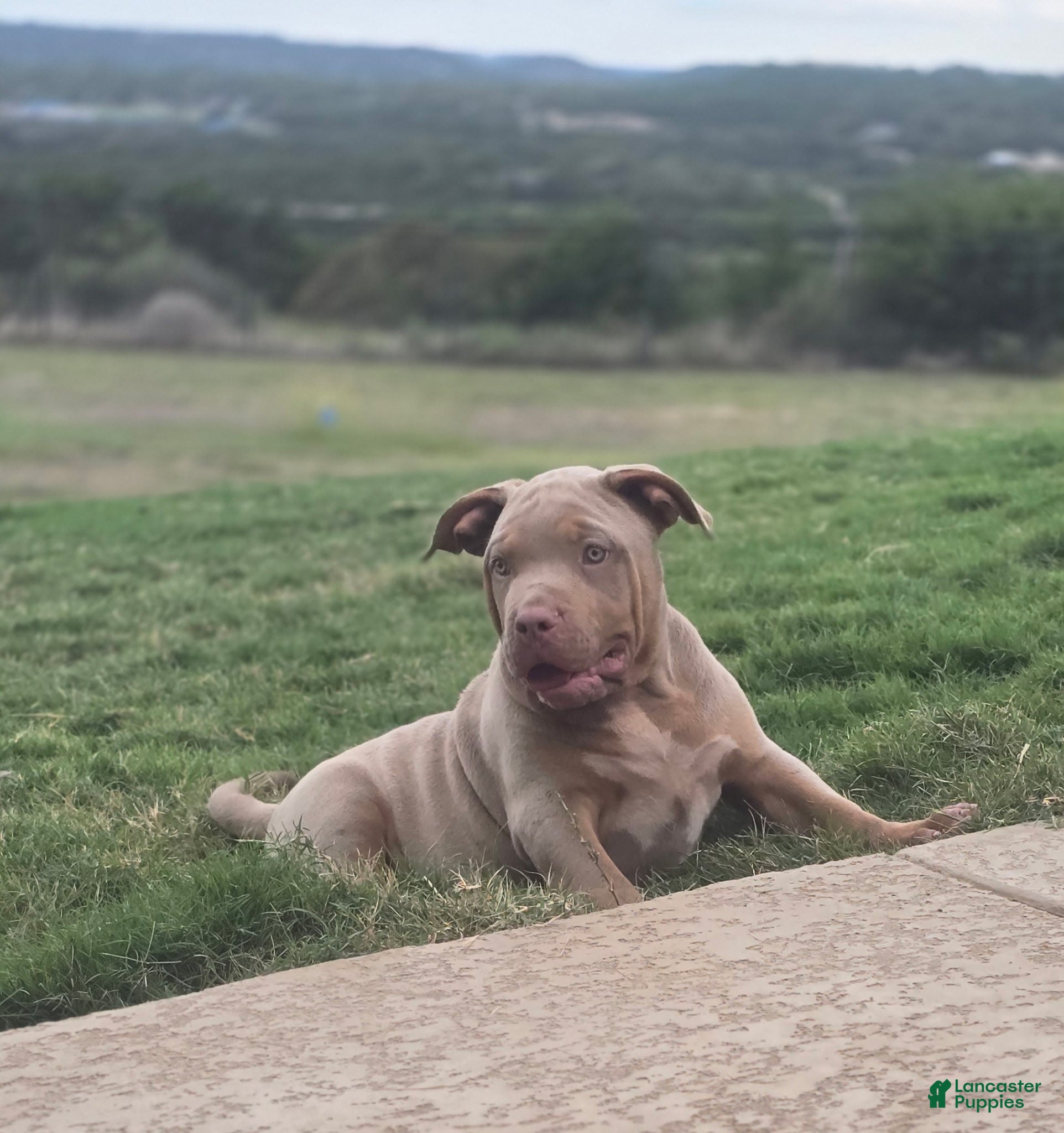 American Bully dogs for sale: Golden - Ad 1