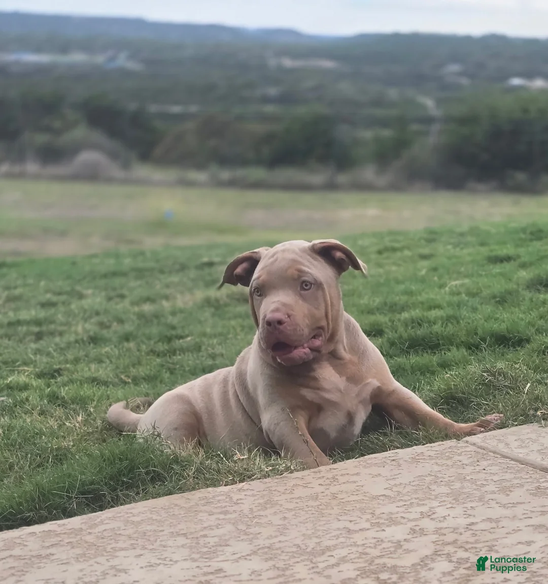 American Bully dogs for sale: Golden - Ad 1