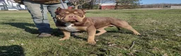American Bully dogs for sale: American Bully Puppy 1 - Ad 3