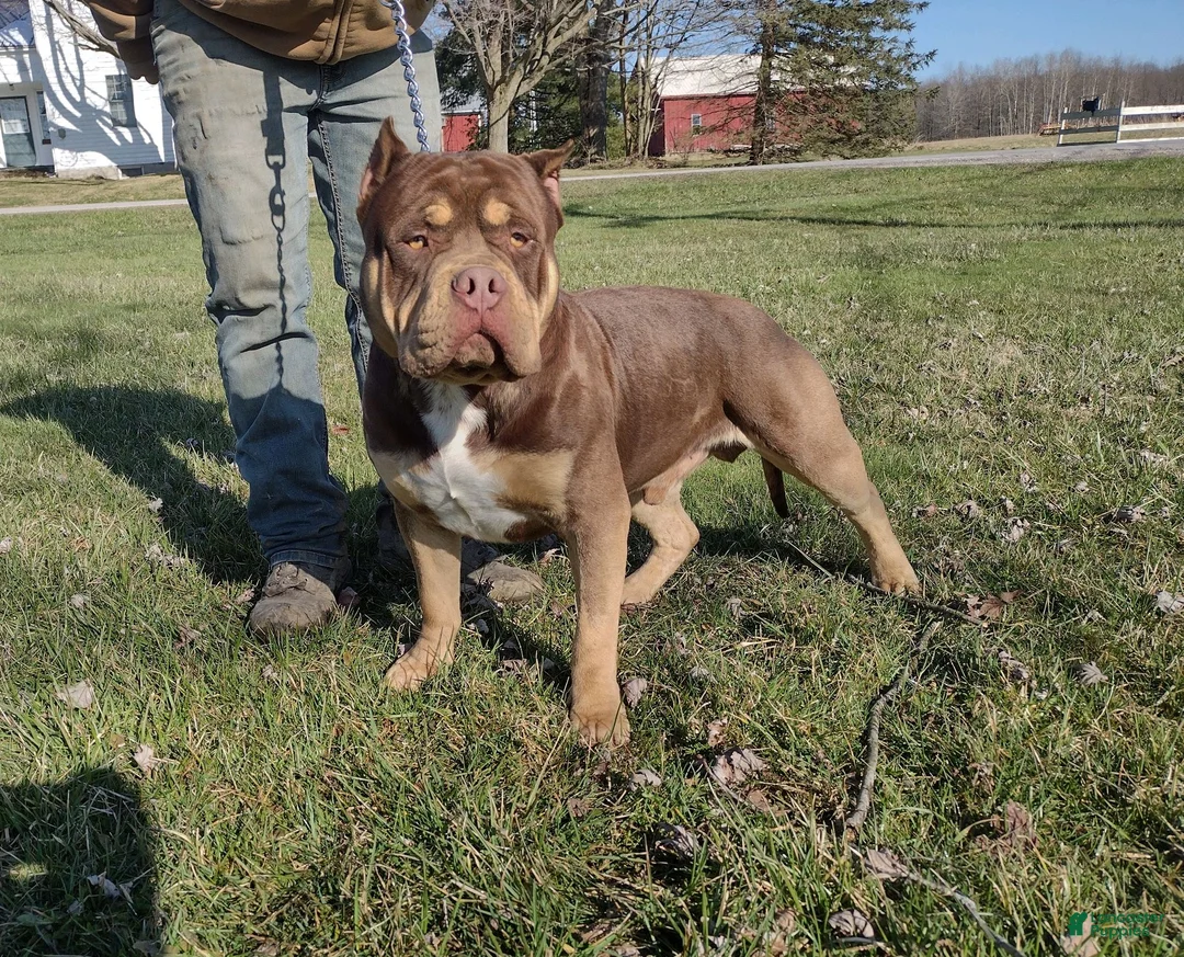 American Bully dogs for sale: American Bully Puppy 1 - Ad 3