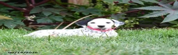Dalmatian dogs for sale: Lassie - Ad 2