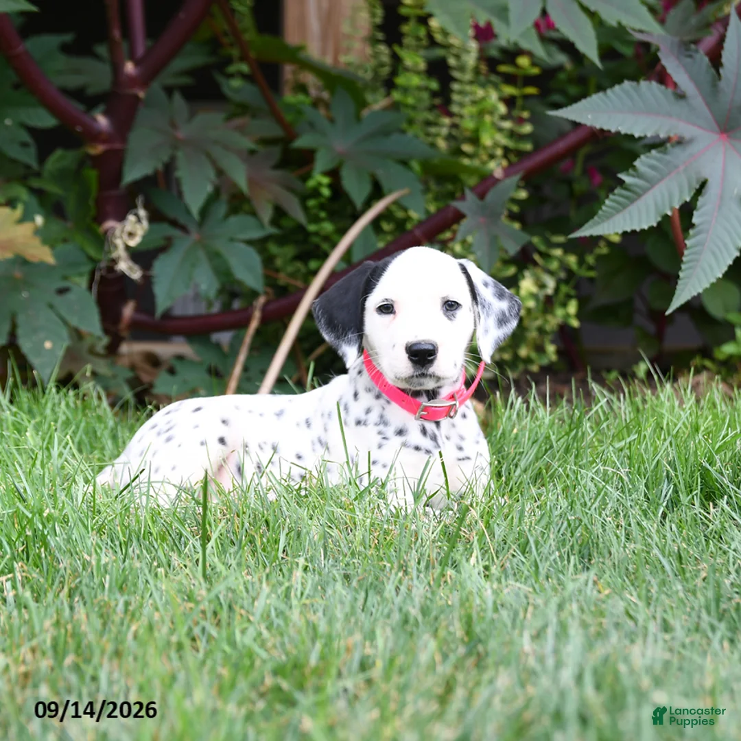 Dalmatian dogs for sale: Lassie - Ad 2