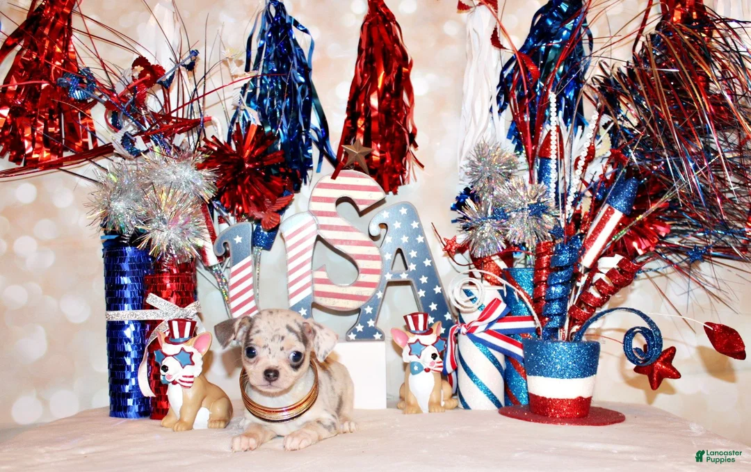 Chihuahua dogs for sale: Demi - Ad 2