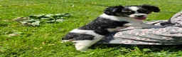 Mixed Breed dogs for sale: Shelby - Ad 8