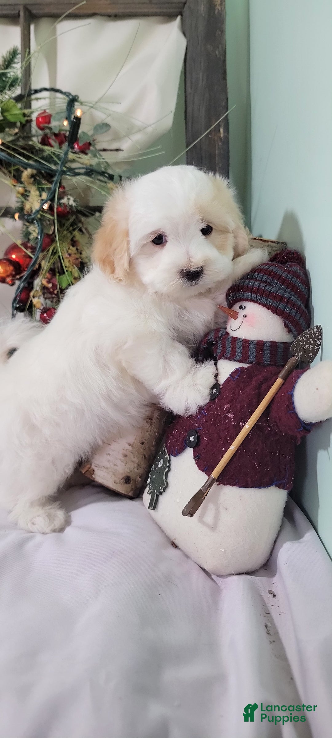 Maltipoo dogs for sale: Mason - Ad 9