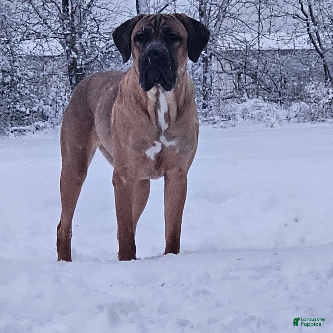 Cane Corso dogs for sale: Cane Corso Puppy 5 - Ad 2