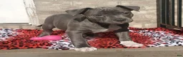 American Bully dogs for sale: SNOOP DOGG - Ad 3