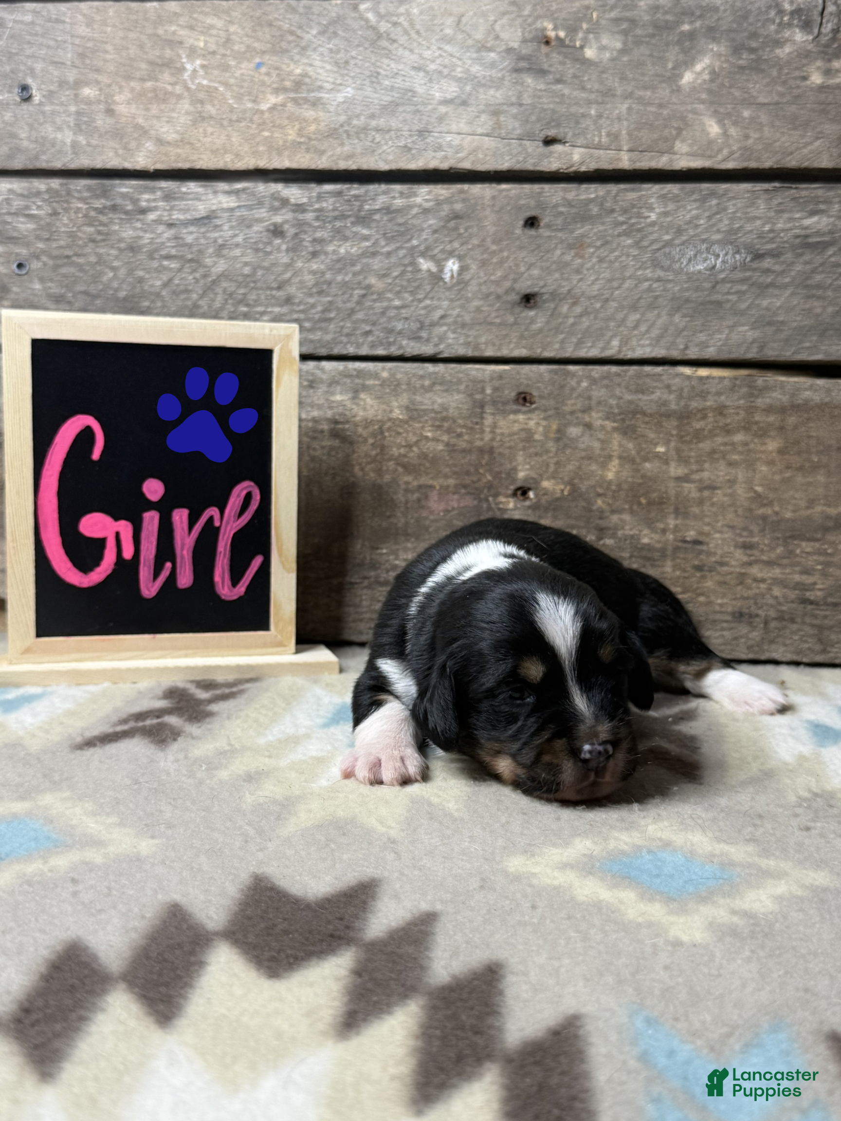Mixed Breed dogs for sale: Mixed Breed Puppy 6 - Ad 2