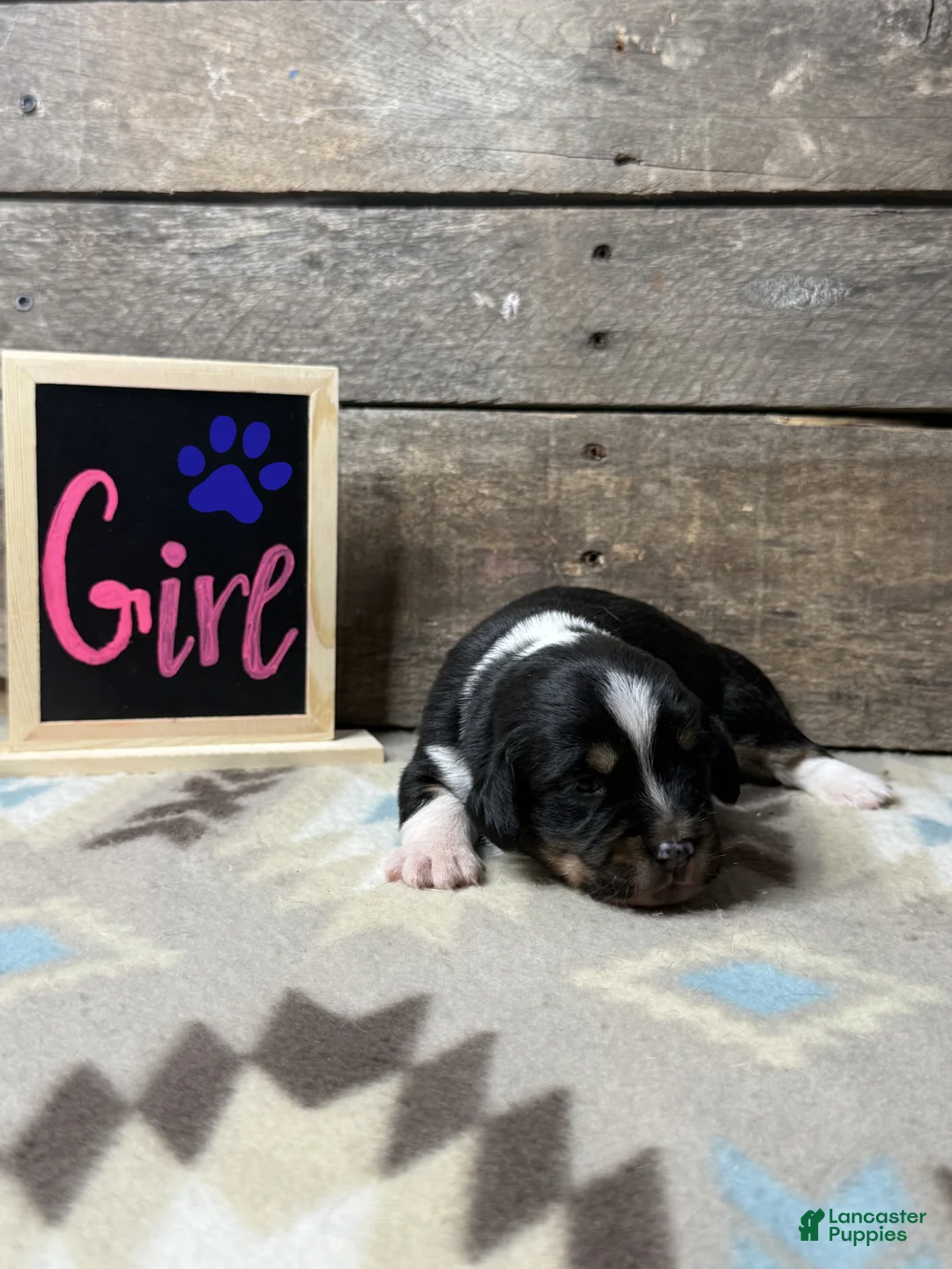 Mixed Breed dogs for sale: Mixed Breed Puppy 6 - Ad 1