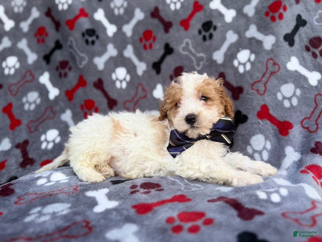 Cavapoo dogs for sale: Lincoln - Ad 5