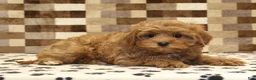 Cavapoo dogs for sale: Dawn - Ad 2