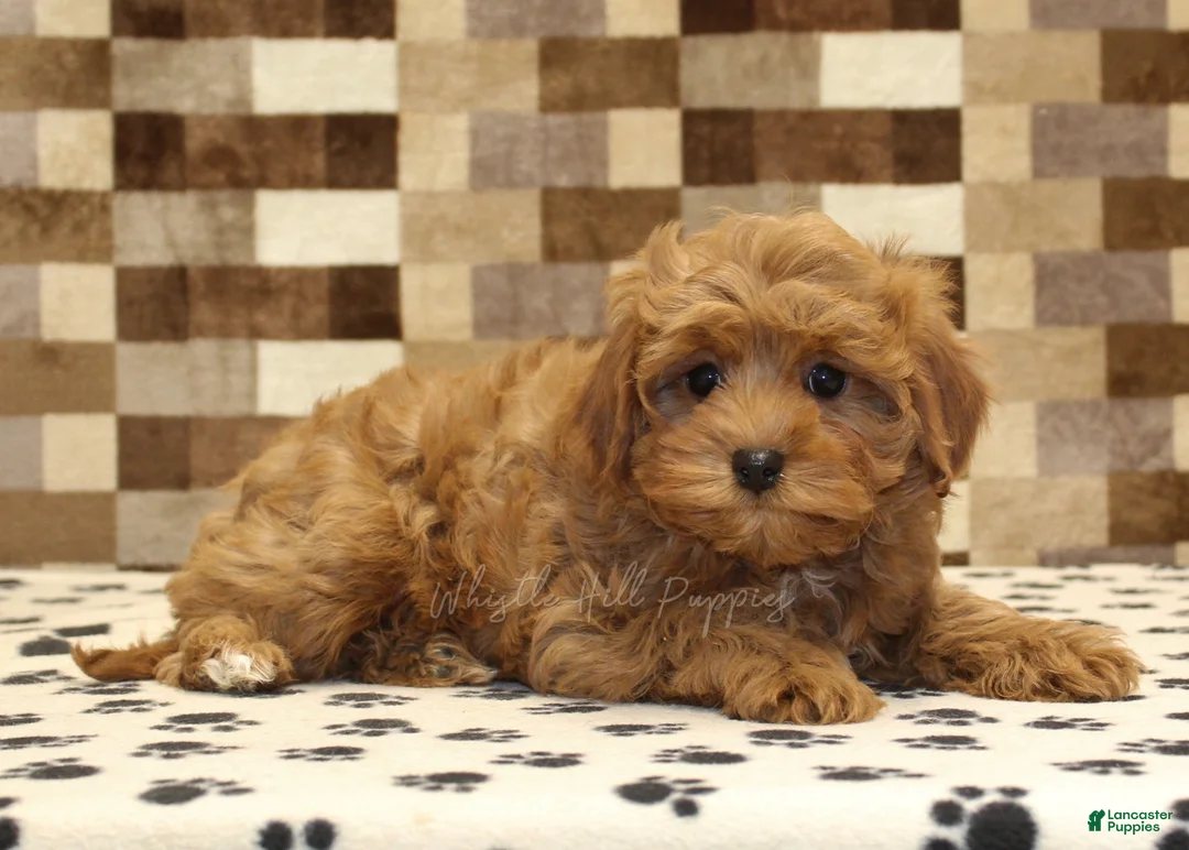 Cavapoo dogs for sale: Dawn - Ad 2