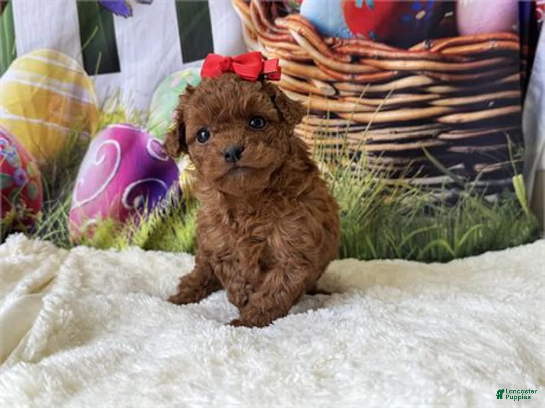 Mini Goldendoodle dogs for sale: Mini Goldendoodle Puppy 1 - Ad 2