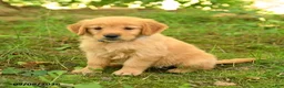 Golden Retriever dogs for sale: Daisy - Ad 4