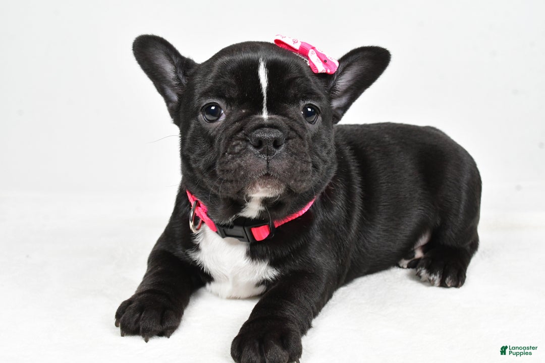 Mixed Breed dogs for sale: Layla - Ad 1