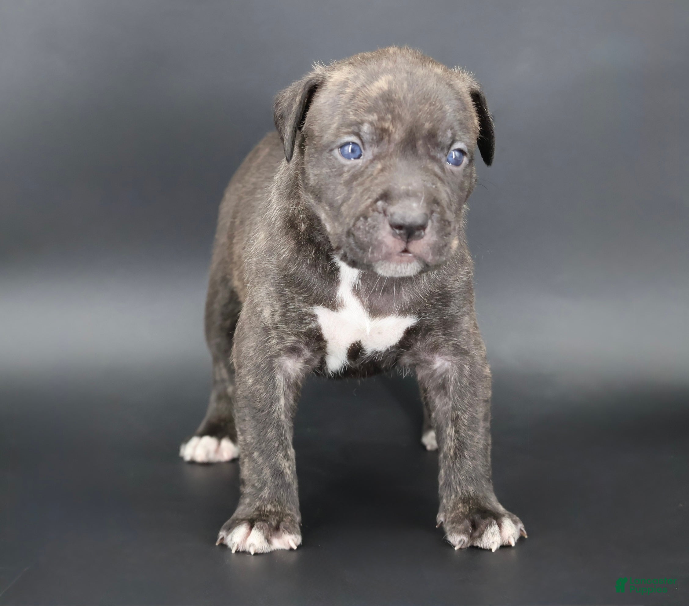 American Bully dogs Blacksmith - Ad 1