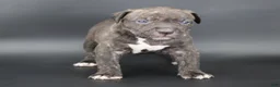 American Bully dogs for sale: Empress - Ad 15