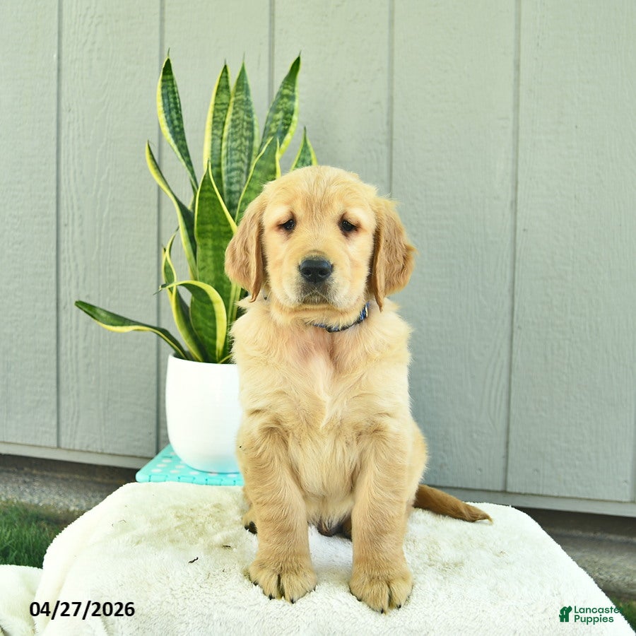 Golden Retriever dogs Mocha  - Ad 1