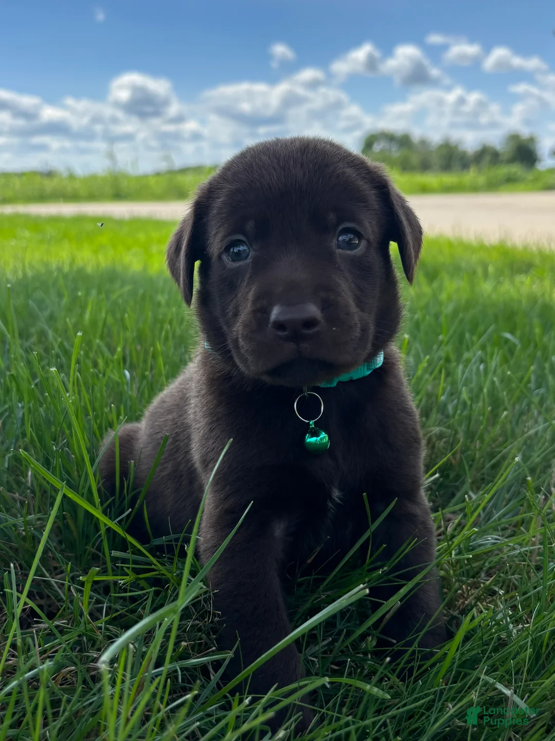 Labrador Retriever dogs for sale: Willow - Ad 1