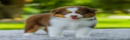 Miniature Australian Shepherd dogs for sale: Lyle - Ad 3