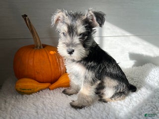 Miniature Schnauzer dogs - Ad 24