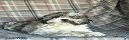Shihpoo dogs for sale: Midge  - Ad 2