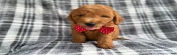 Mini Goldendoodle dogs for sale: Logan - Ad 4