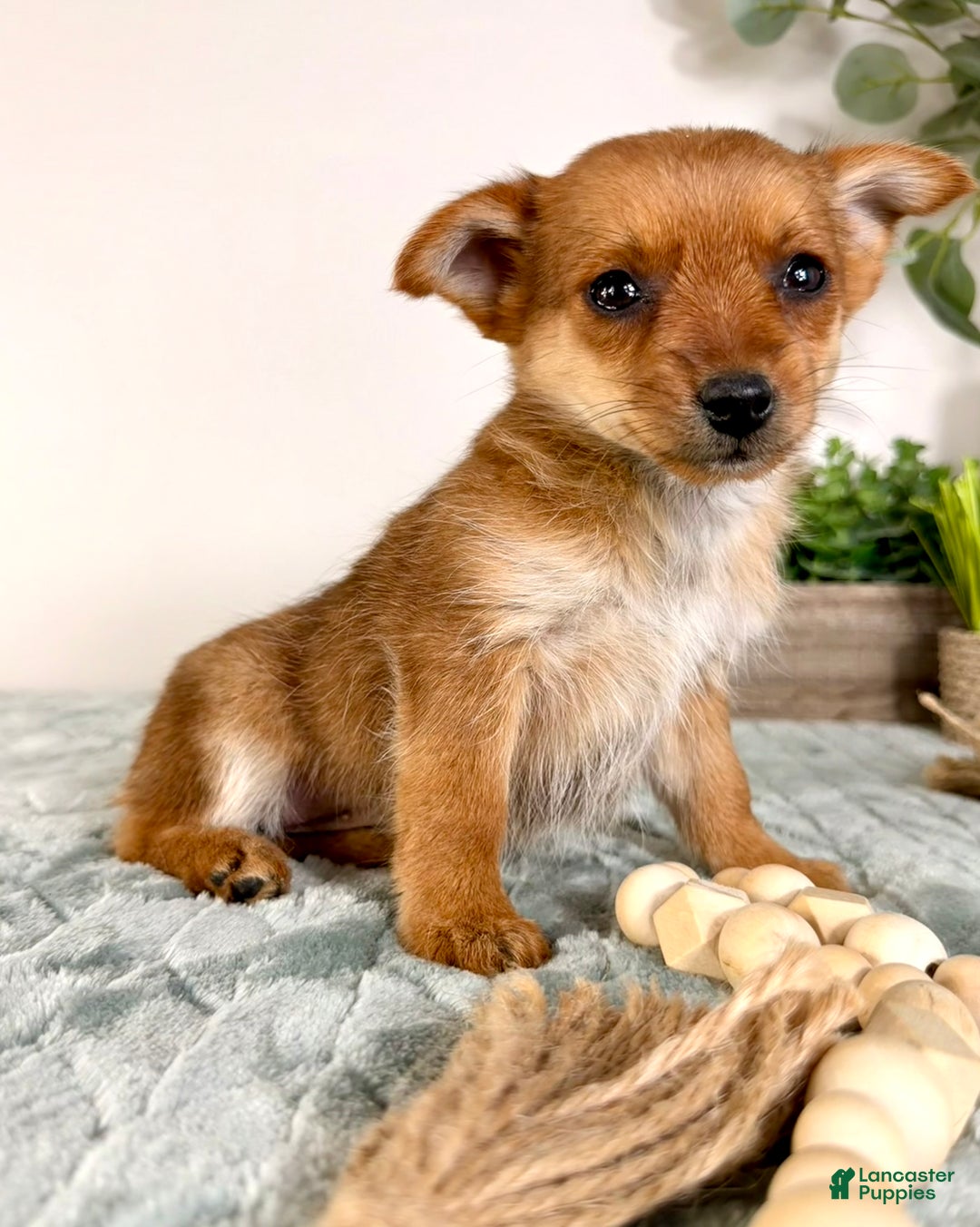 Mixed Breed dogs for sale: Poppy - Ad 3