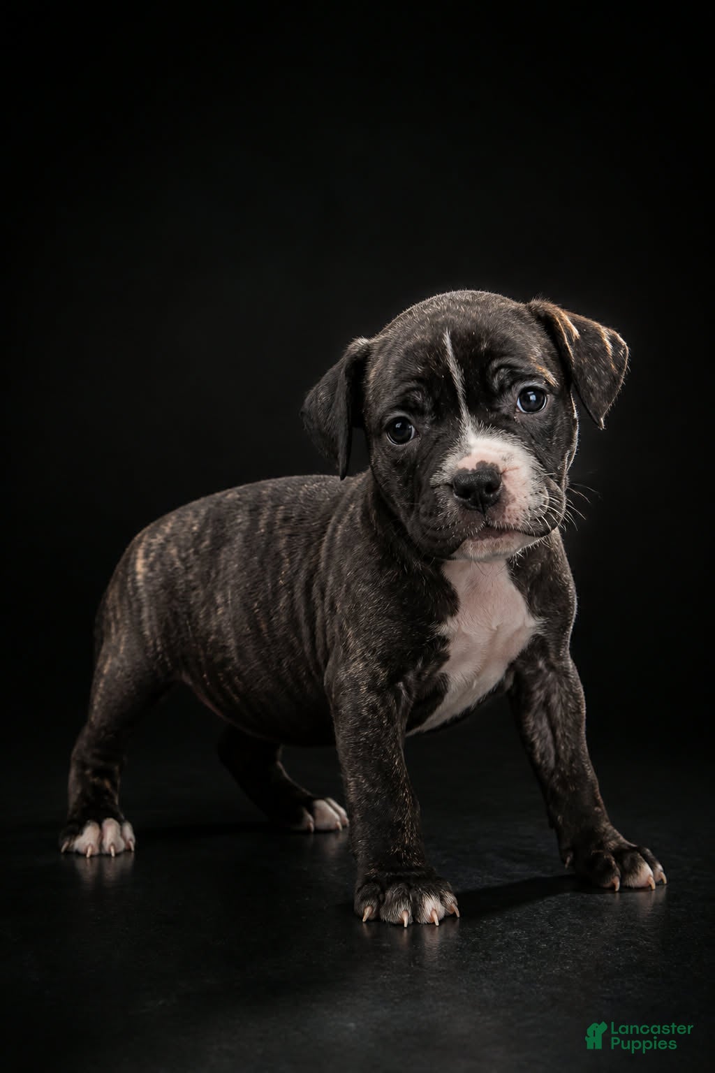 Mixed Breed dogs Mixed Breed 4 - Ad 11