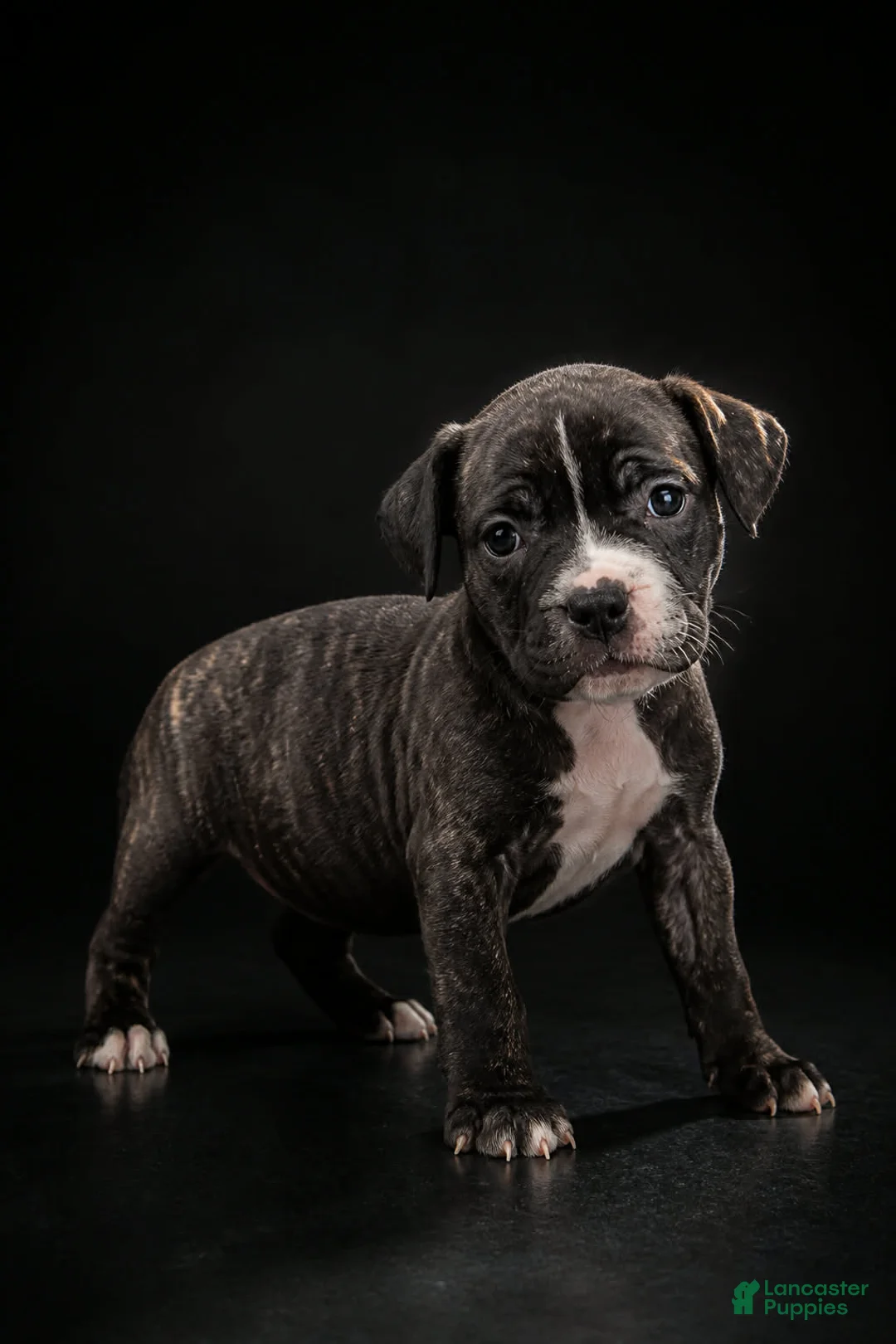 Mixed Breed dogs for sale: Mixed Breed 4 - Ad 1