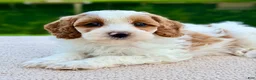 Mini Goldendoodle dogs for sale: Caramel-petite  - Ad 6