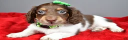 Miniature Dachshund dogs for sale: Scout - Ad 5