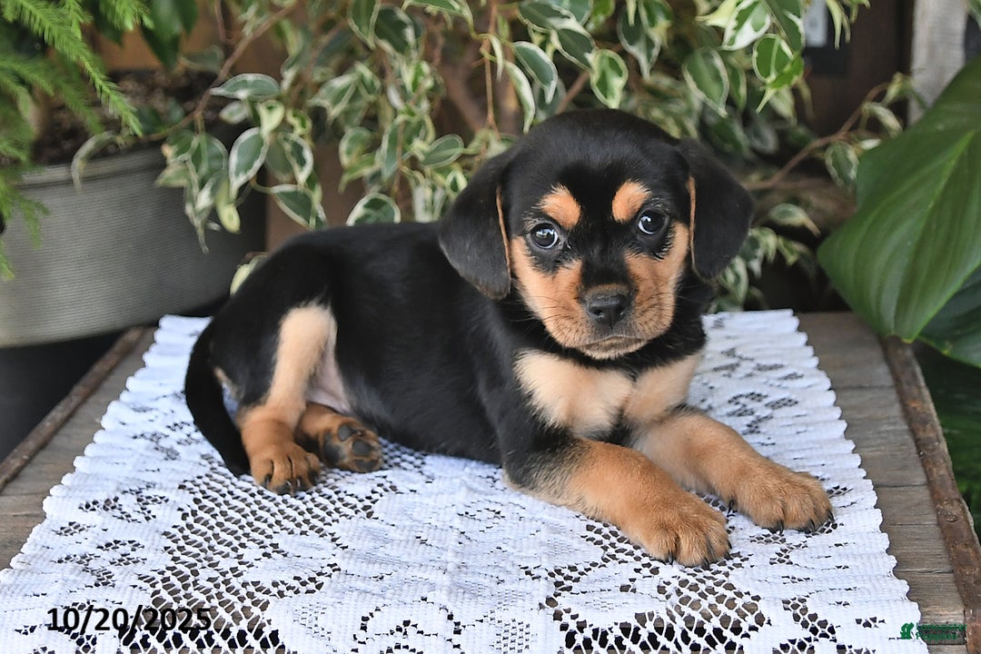 Mixed Breed dogs for sale: Rosie - Ad 2
