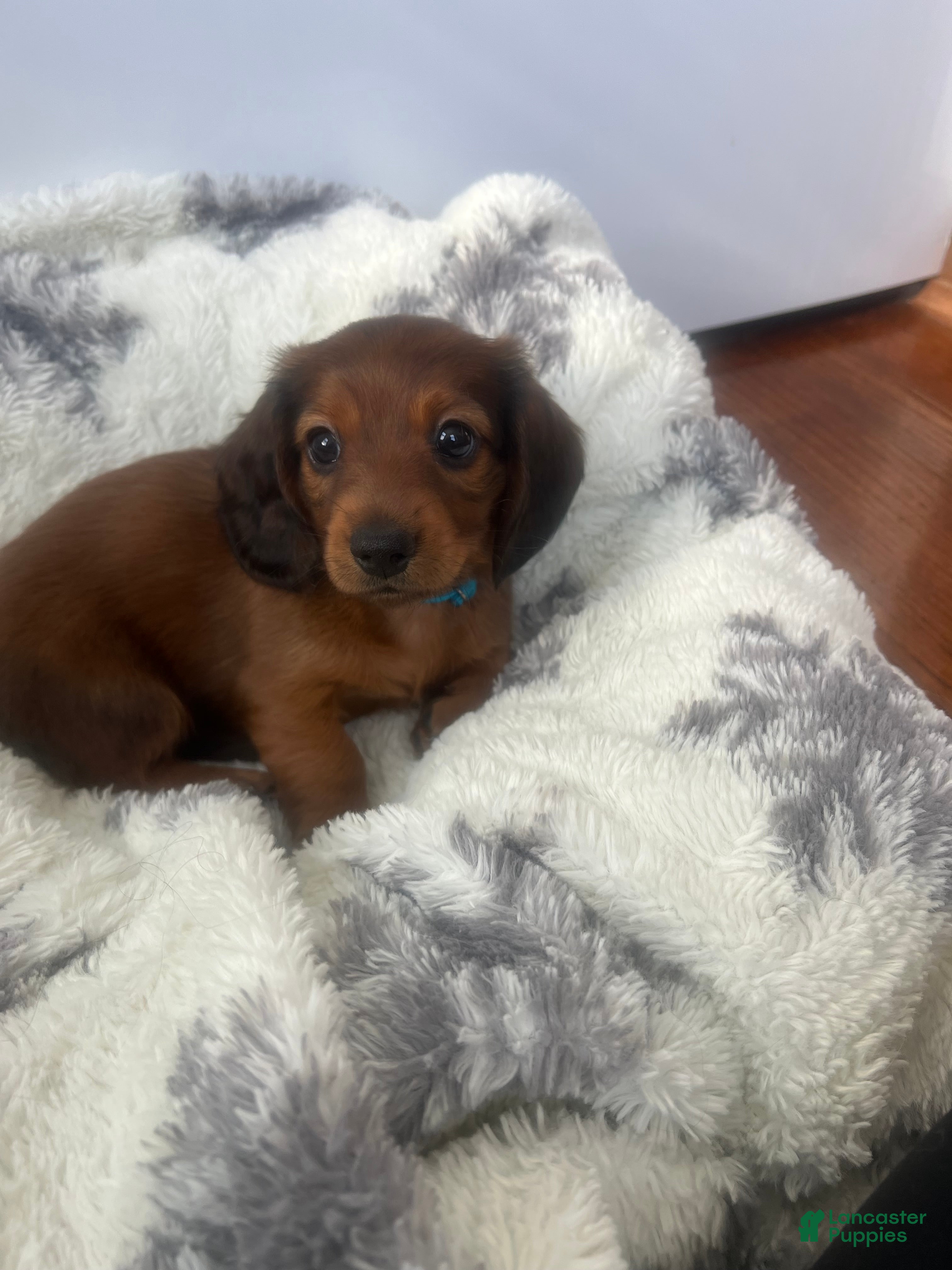 Miniature Dachshund dogs Russet - Ad 1