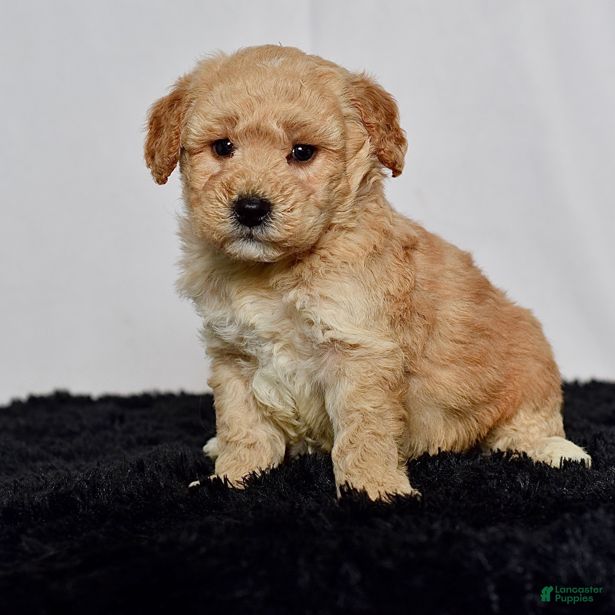 Mini Goldendoodle dogs for sale: Mr. Kane - Ad 4
