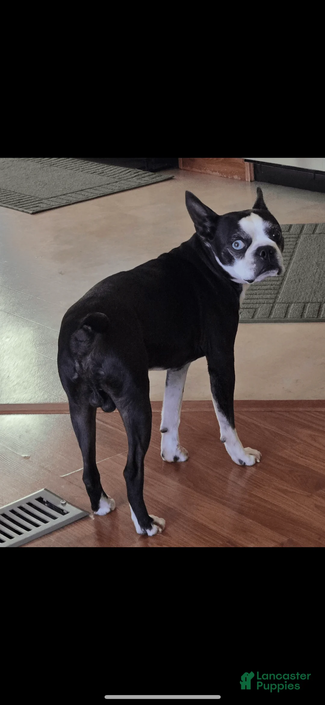 Gallery Image {{count}}