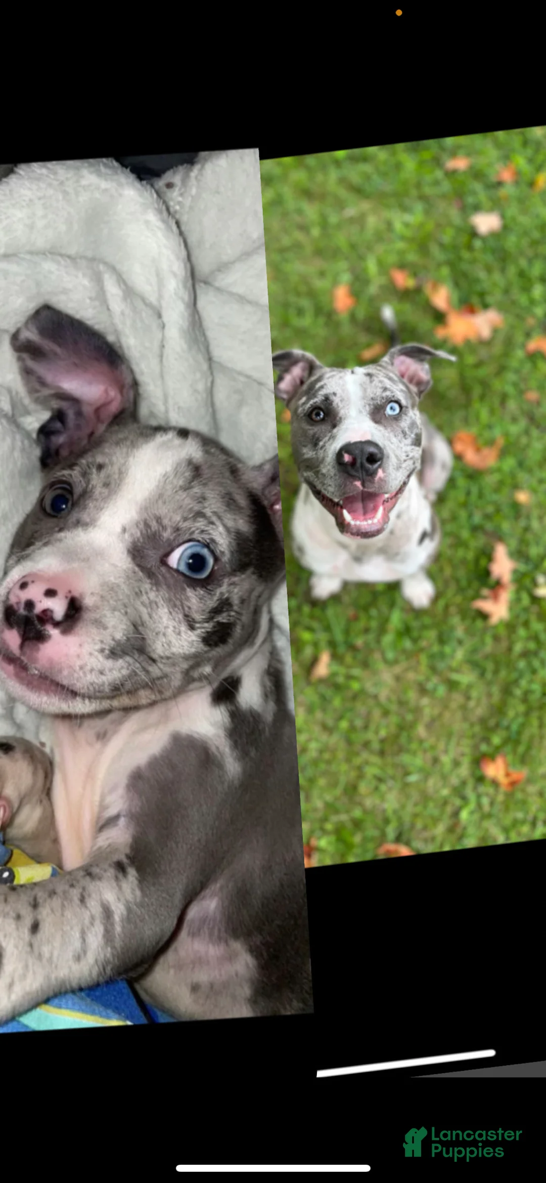 American Bully dogs for sale: American Bully 1 - Ad 2
