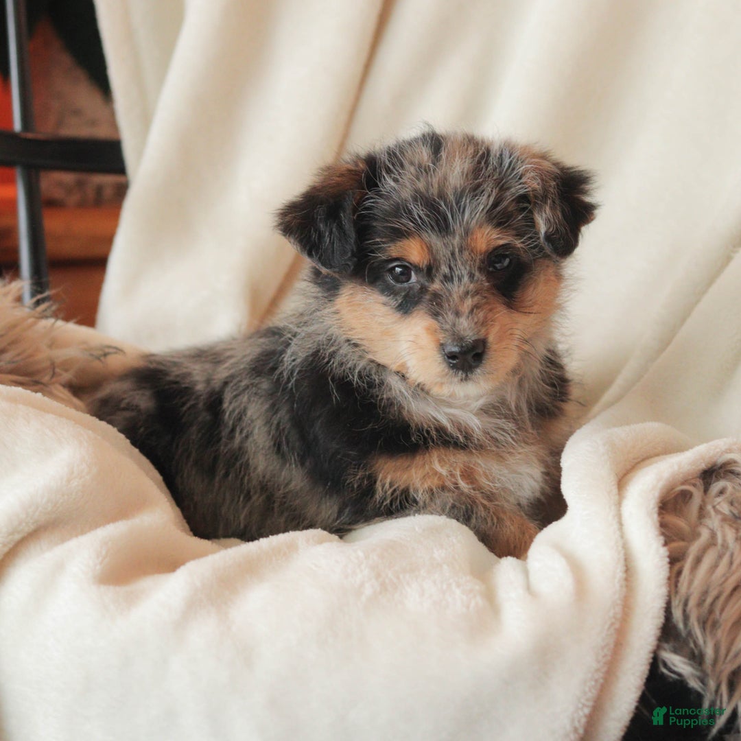 Mixed Breed dogs for sale: Nibbles - Ad 5